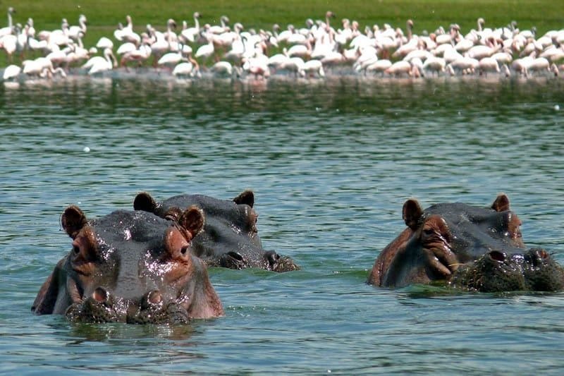 Naivasha