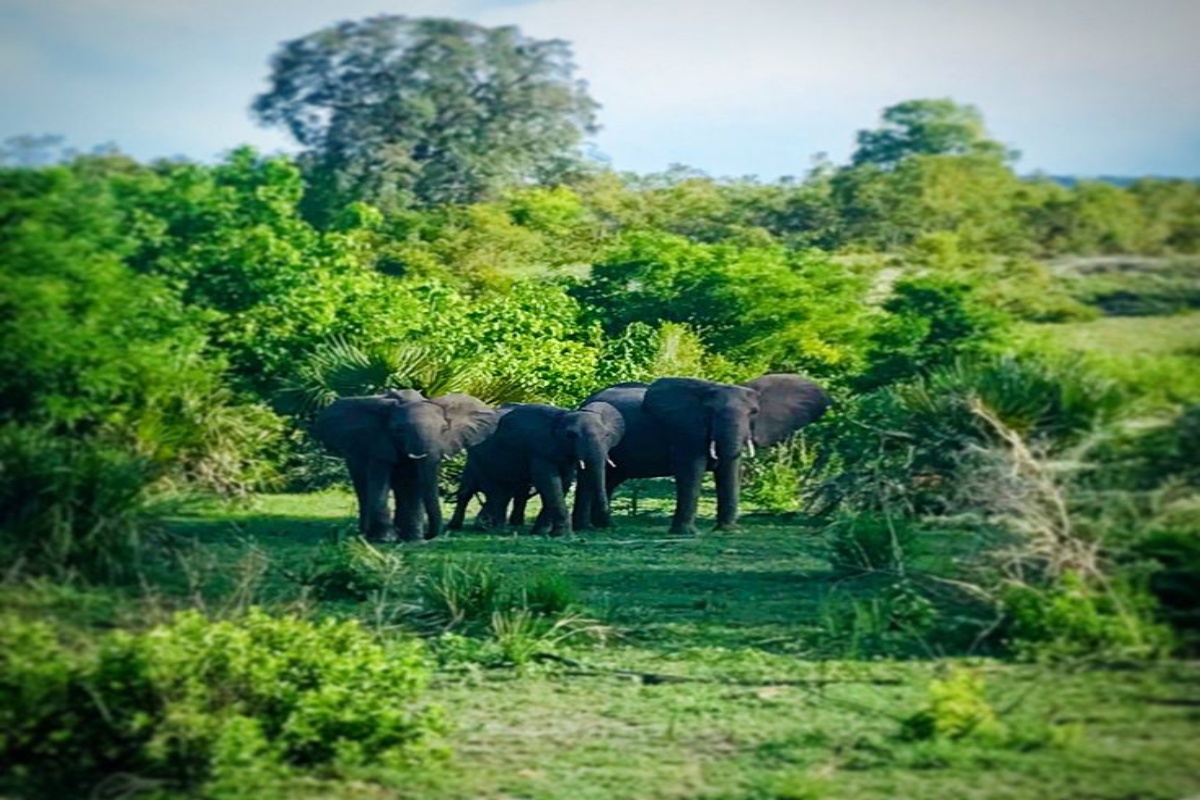 Selous / Nyerere Area