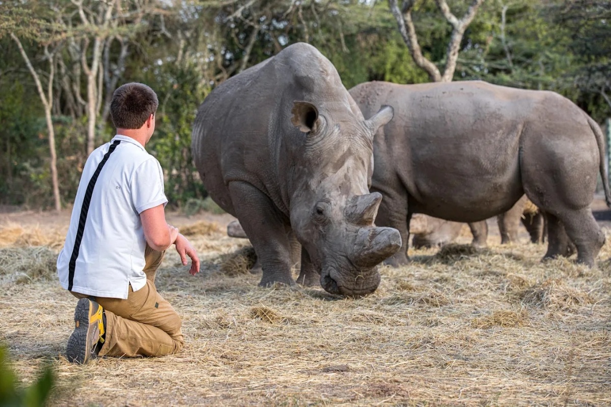 Ol Pejeta / Nanyuki Area
